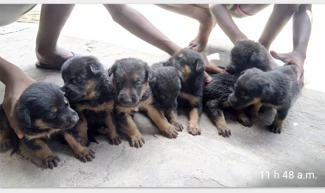 Screenshot_20200409-115118_WhatsApp