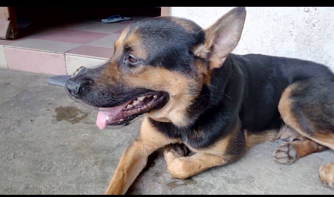 Screenshot_20200409-115134_WhatsApp