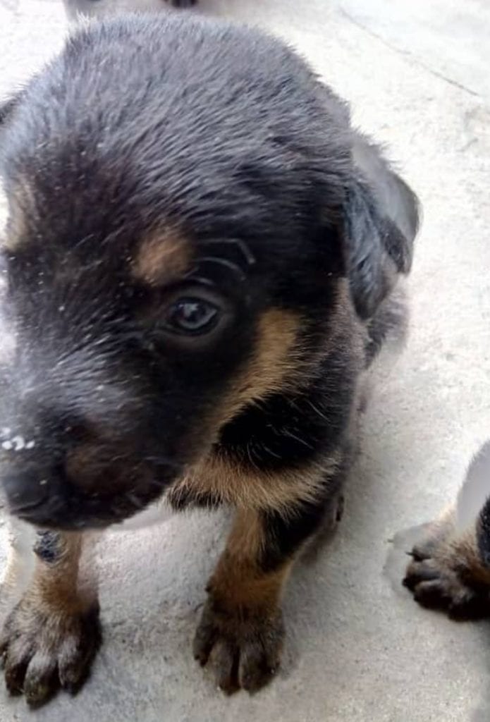 Screenshot_20200409-115207_WhatsApp