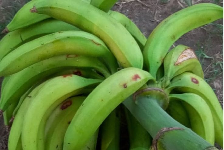 Banane-plantain-1