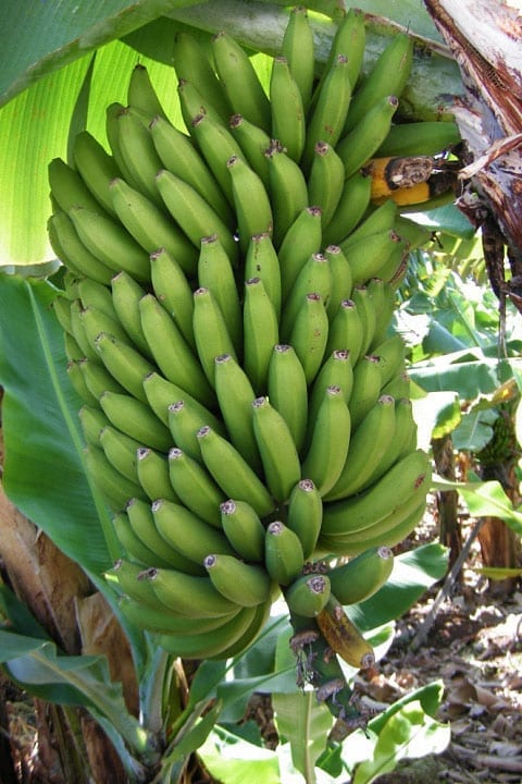 culture-regime-bananes-1