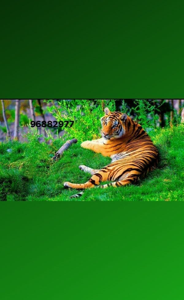 USER_SCOPED_TEMP_DATA_orca-image-1980454596