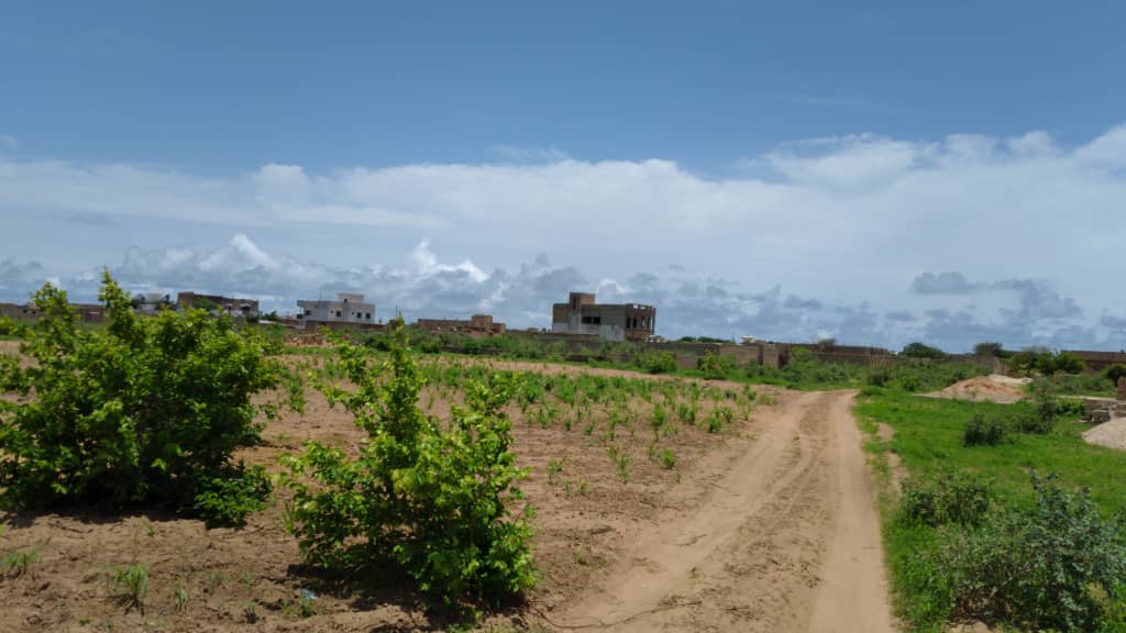 Terrain-300-metre-carre-saly-joseph-4