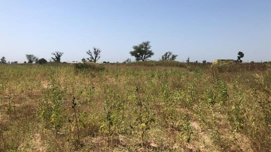 Terrain-2-Hectares-A-Mbour-4
