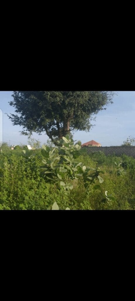 Terrain-600-Metre-Carre-Somone-1