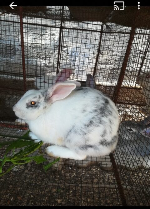 Screenshot_20210115-2155322-1