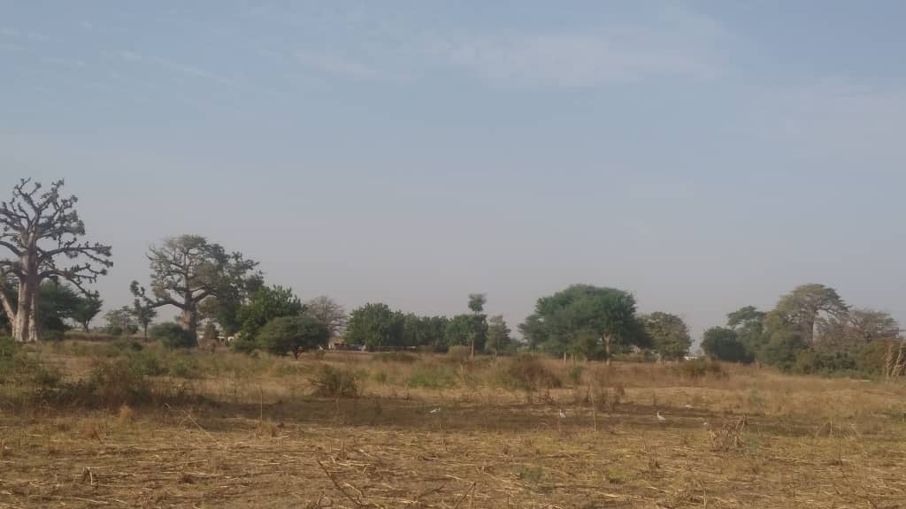 Terrain-De-1-Hectare-A-Mbour-1