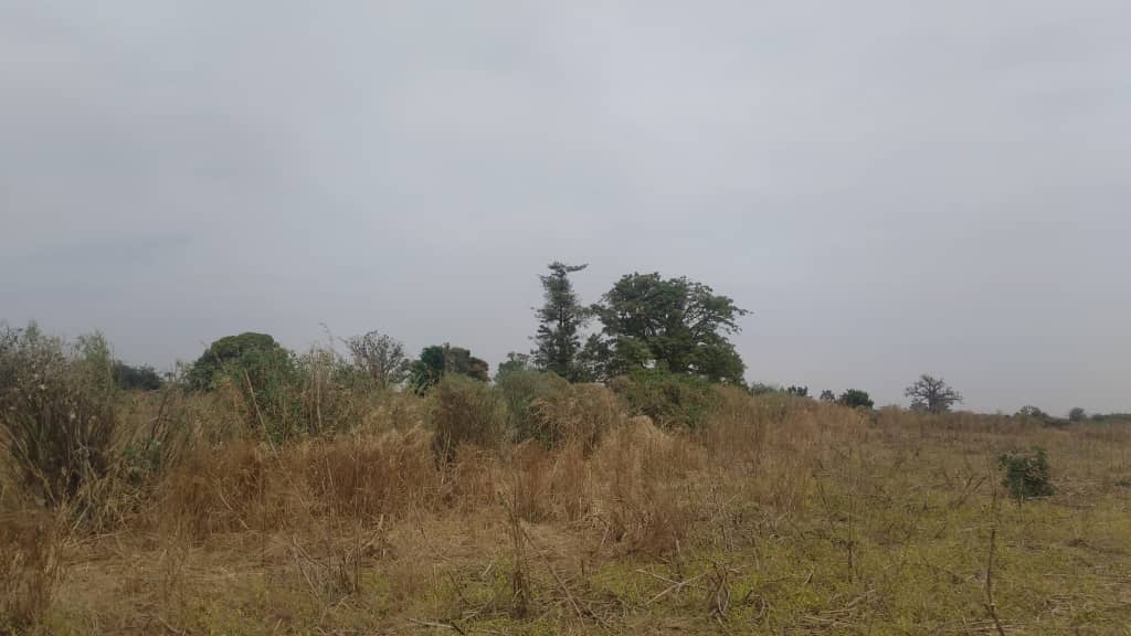 Terrain-3-hectares-a-Mbodiene-Guej-4