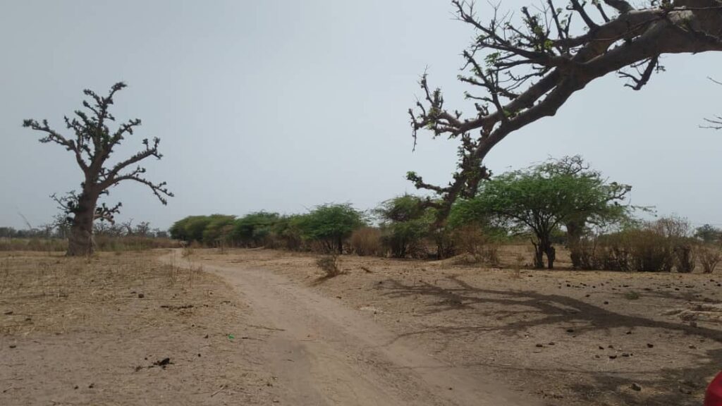 terrain-1-ha-a-Mbour-5