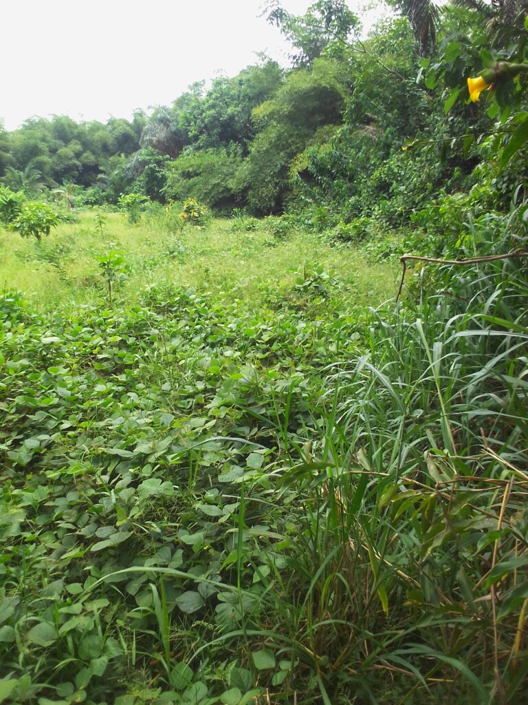 IMG_20220329_1222101-1