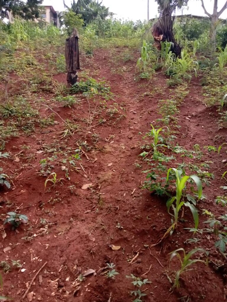 iPhone_c9356_IMG_8428