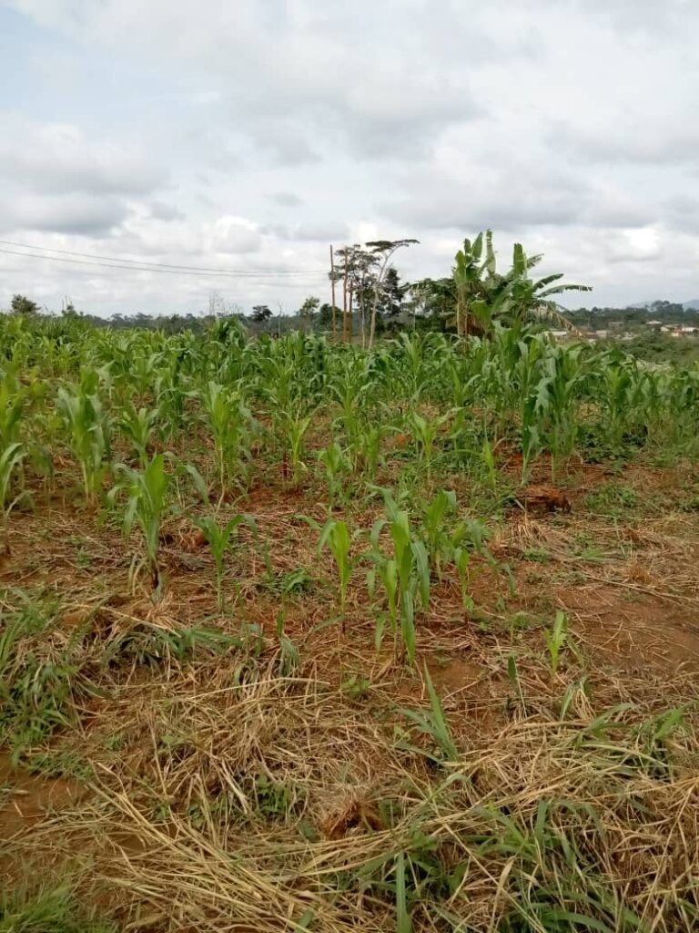 iPhone_c9356_IMG_8437