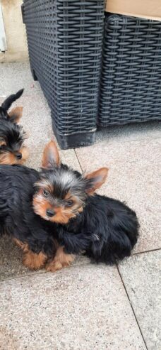 chiots-yorkshire-terrier-lof-cw40928113075-1