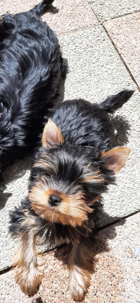chiots-yorkshire-terrier-lof-gx30928113077-1