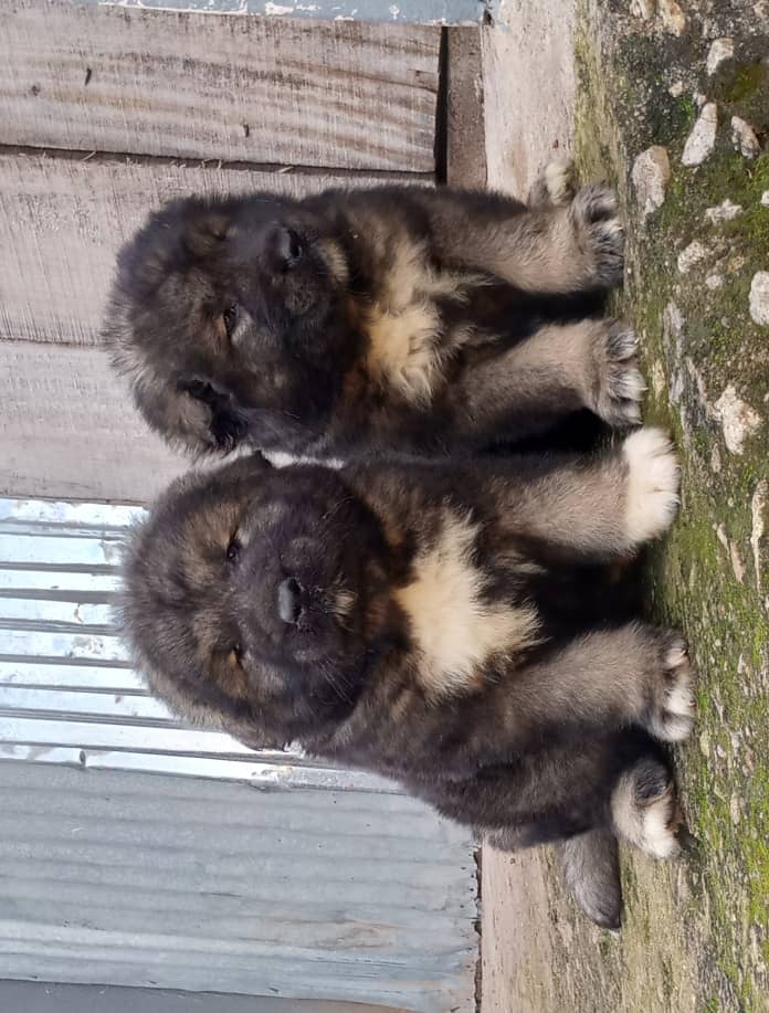 1AB60021-0F48-42ED-8DE4-8034300895E7