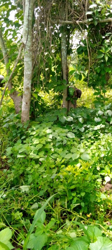 IMG_20220510_122853_403