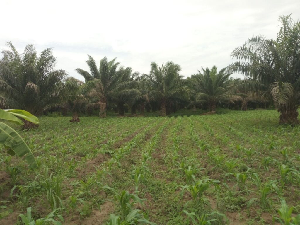 photo_6030798648624920831_y-1