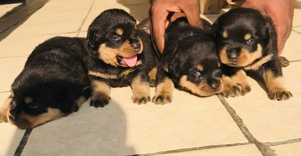 4C192FC3-18D1-4D4E-A4DD-05736E86D978