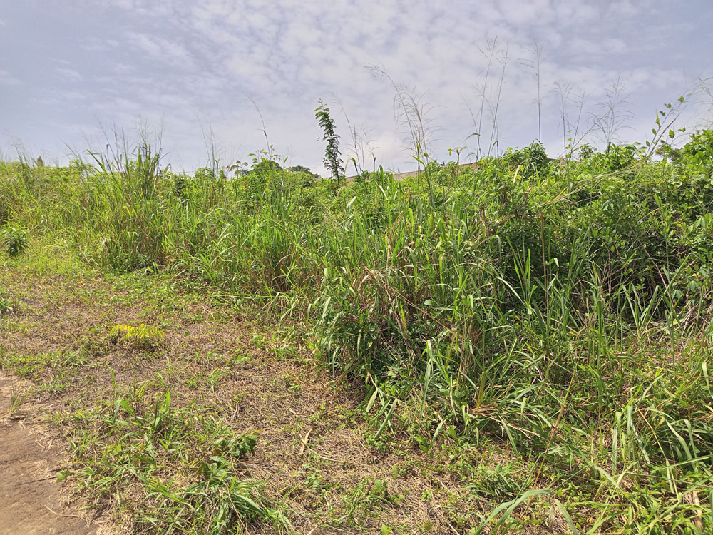 TERRAIN485-M²-BINGERVILLE-ANAN-16-1