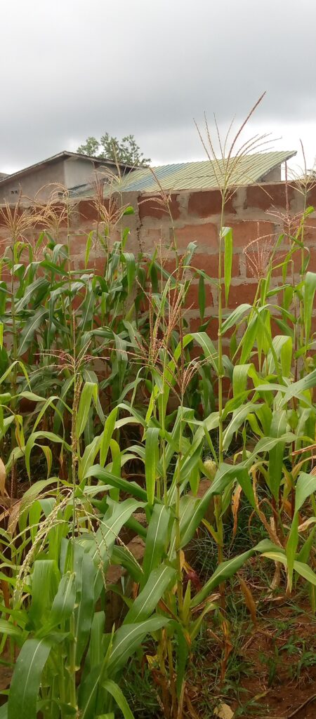 af591454-e835-4650-bd71-ff2ec910ed8c