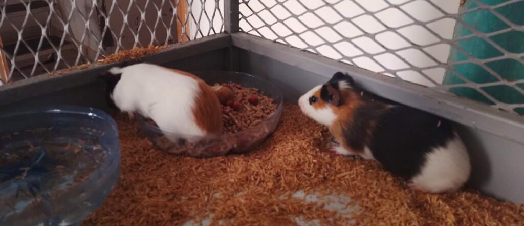 Picsart_24-06-16_11-02-58-006