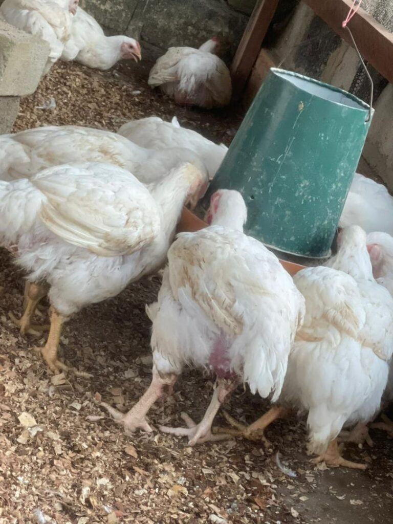 WhatsApp-Image-2024-12-14-at-15.51.53