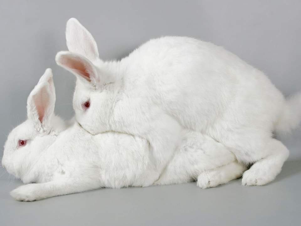 FB_IMG_1681905678818