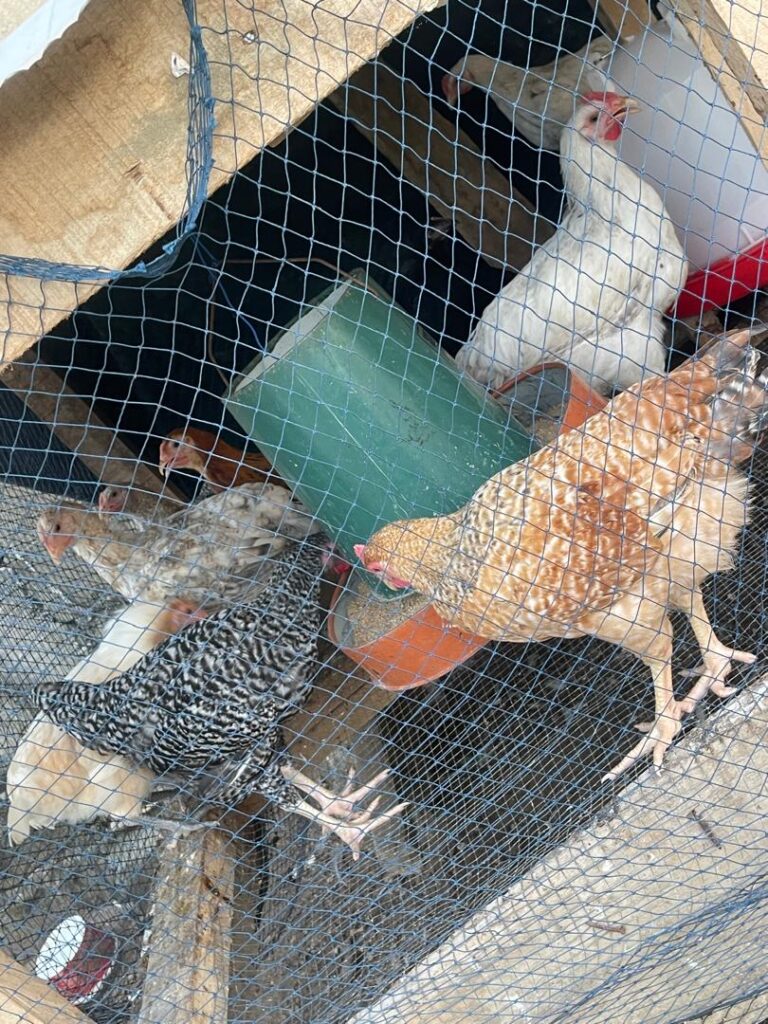 POULET-POUR-LA-CONSOMMATION