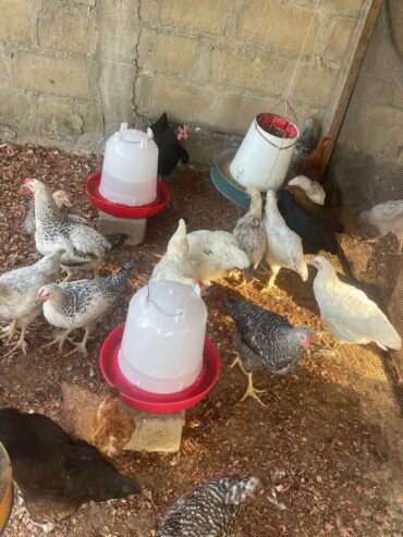 poulet-14-mars-2025