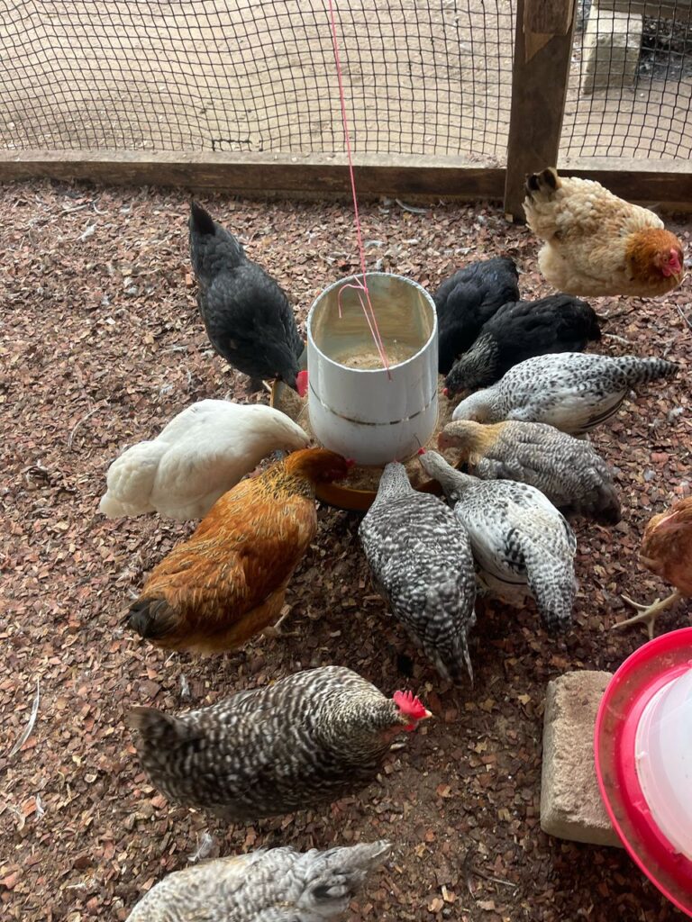 poulet-locale-aujourdhui-