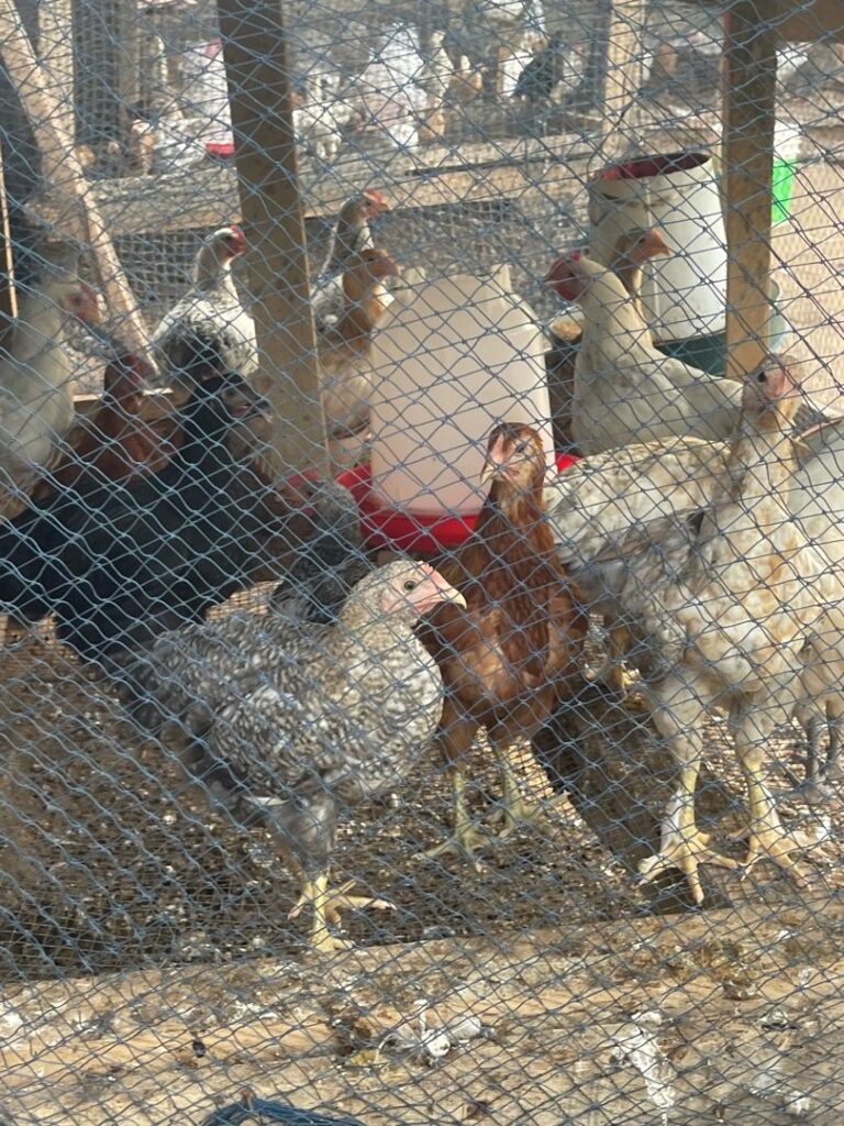 POULET-POUR-LA-CONSOMMATION1