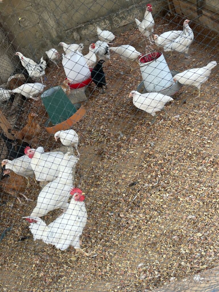volaille-ebene-@7