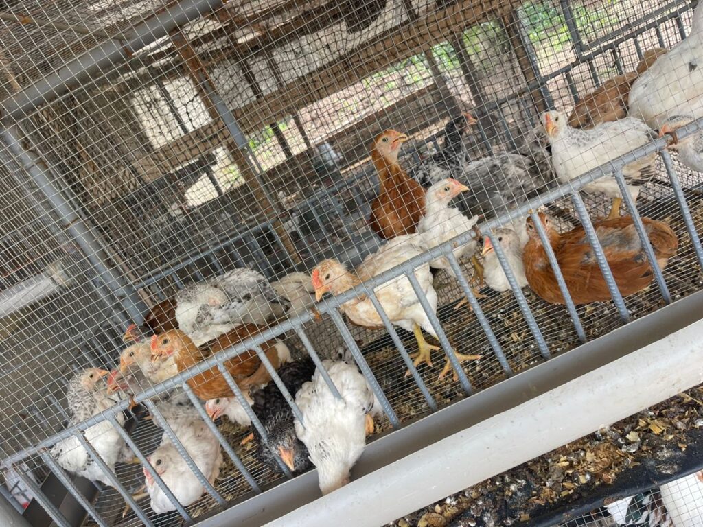 WhatsApp-Image-2025-05-28-at-20.20.42-1