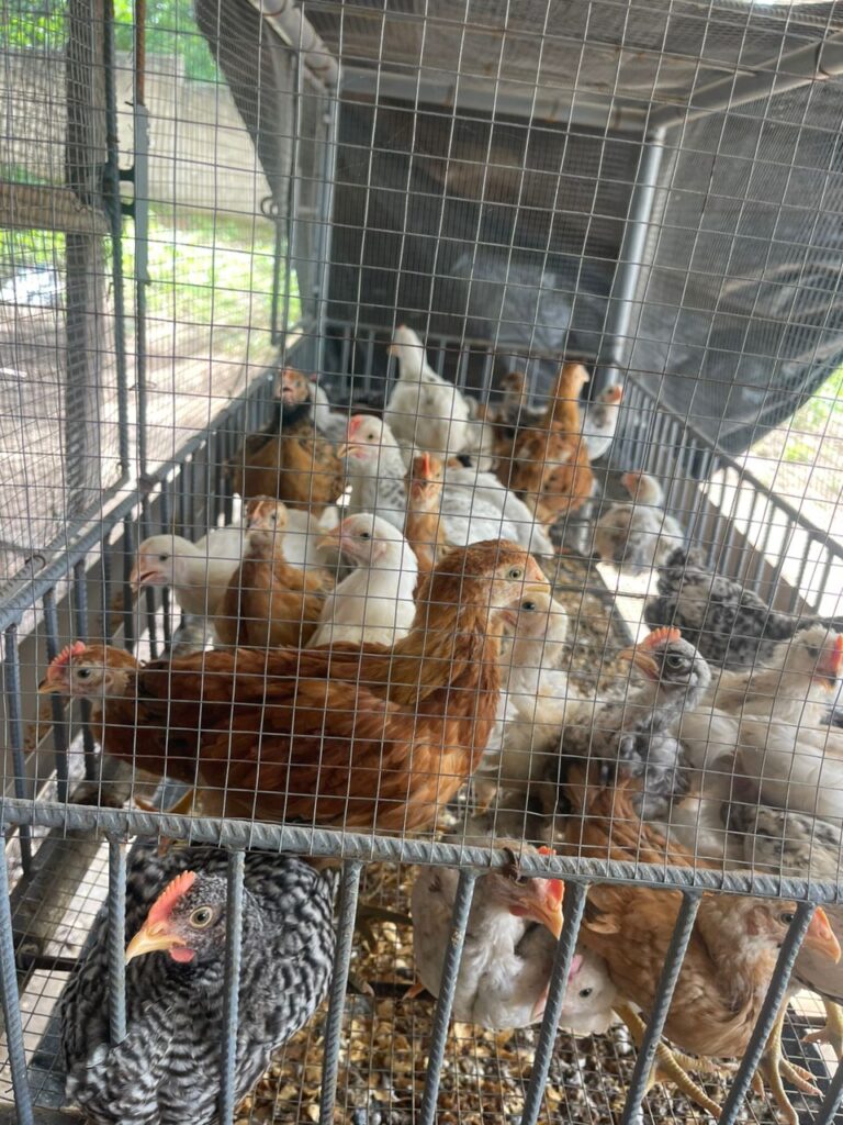 WhatsApp-Image-2025-05-28-at-20.20.42-2