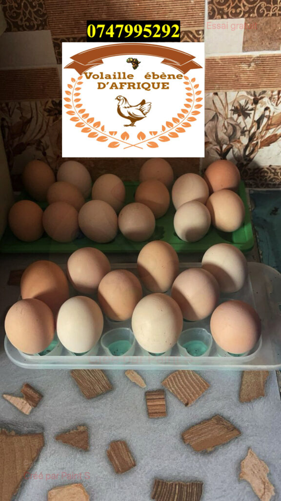 OEUF-FECONDE-DU-18-03-2025