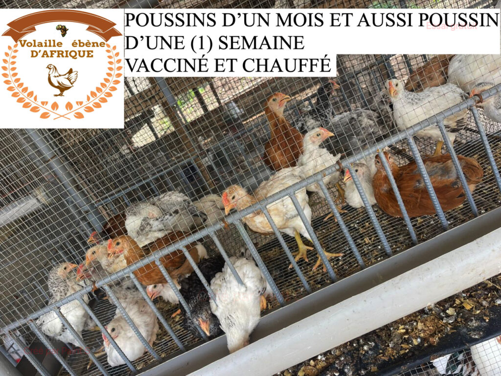 WhatsApp-Image-2025-05-28-at-20.20.42-1