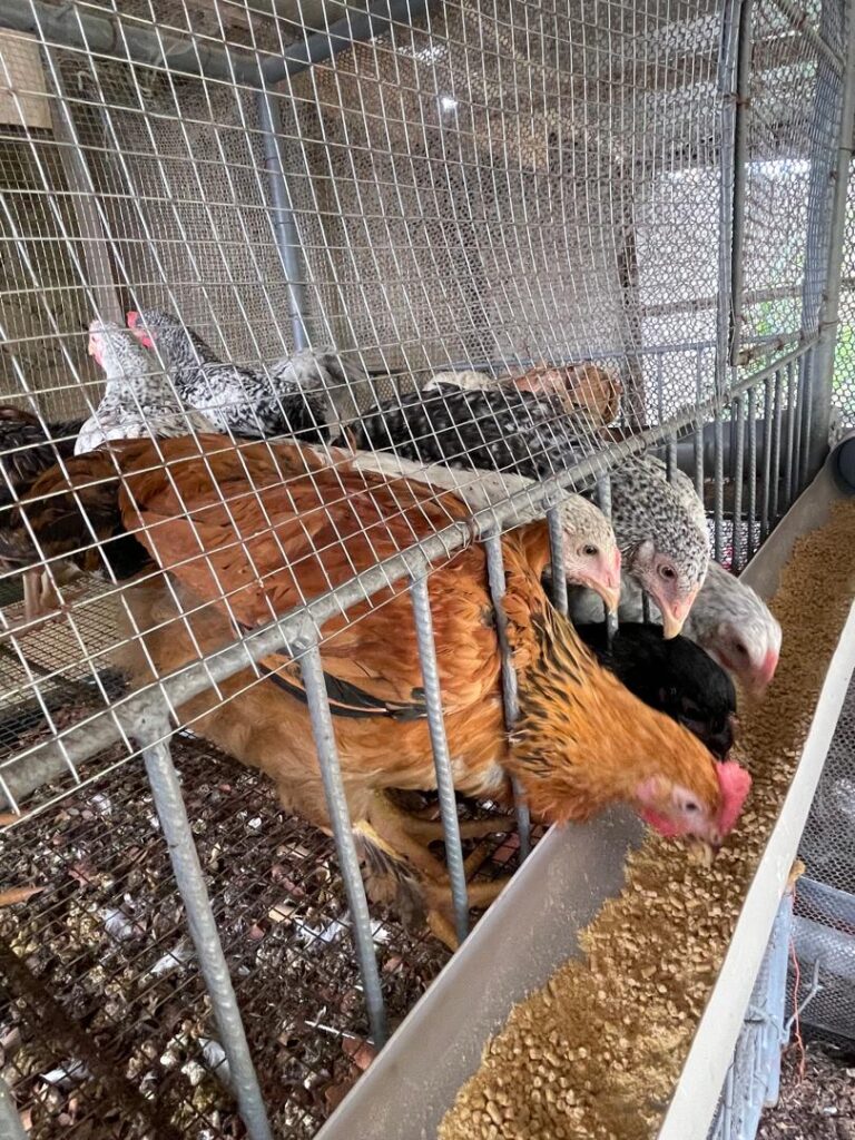 WhatsApp-Image-2025-06-25-at-12.19.51-2