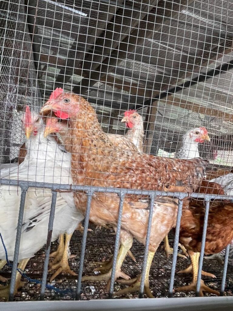 WhatsApp-Image-2025-06-25-at-12.19.51