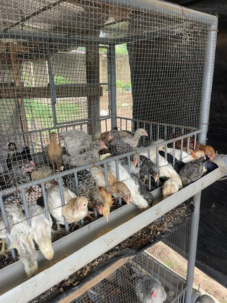 WhatsApp-Image-2025-07-10-at-11.26.26-2