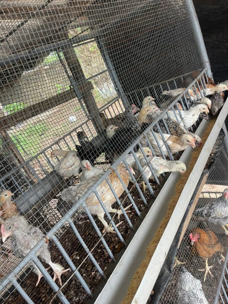 WhatsApp-Image-2025-07-10-at-11.26.26-3