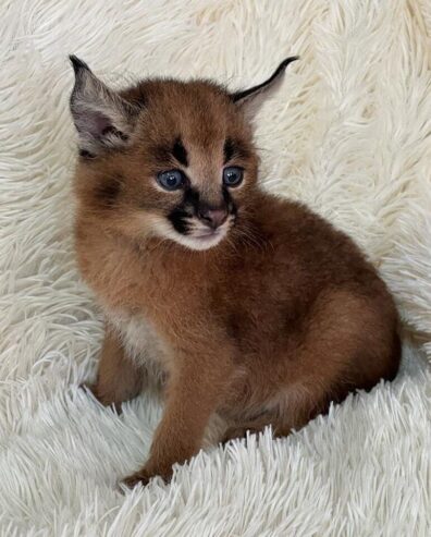 caracalboy1