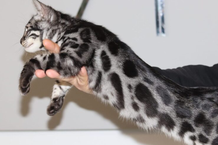 charcoalbengal