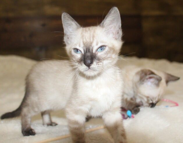 snowbengal