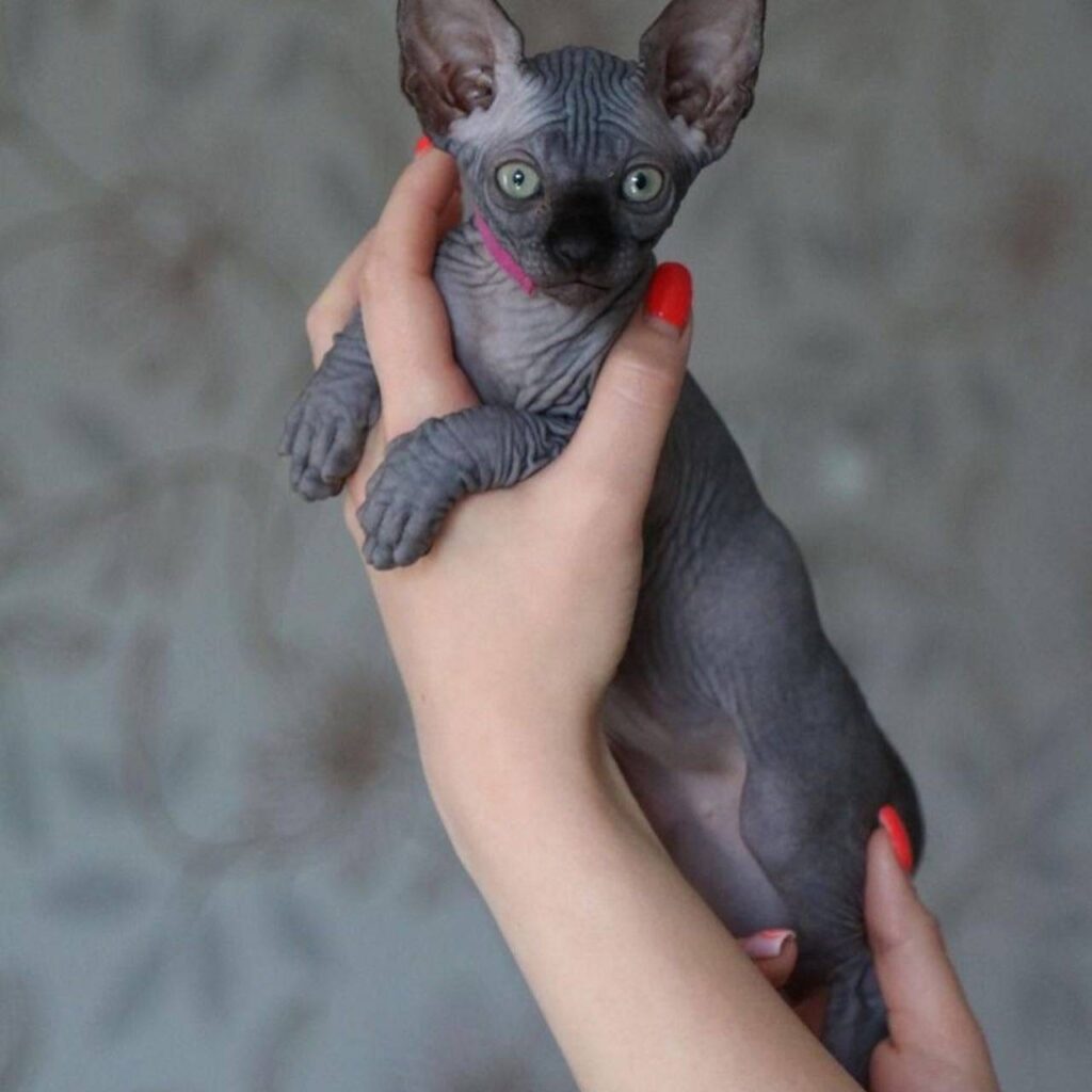 sphynx
