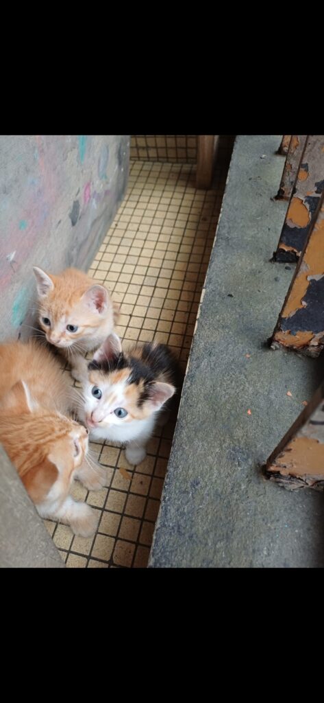 Screenshot_20250803_161343_com.whatsapp