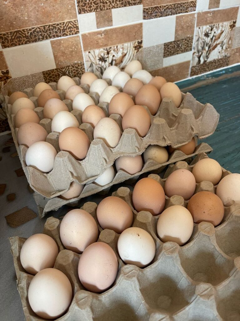 oeuf-feconde-qualite-