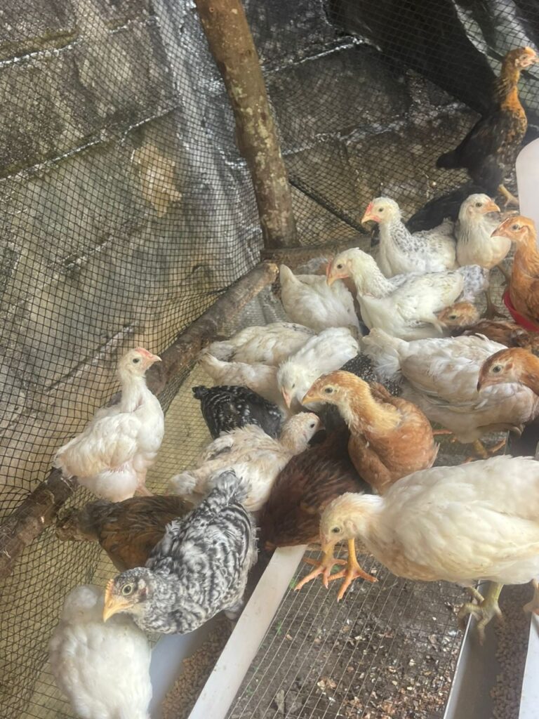 WhatsApp-Image-2025-11-23-at-19.23.23