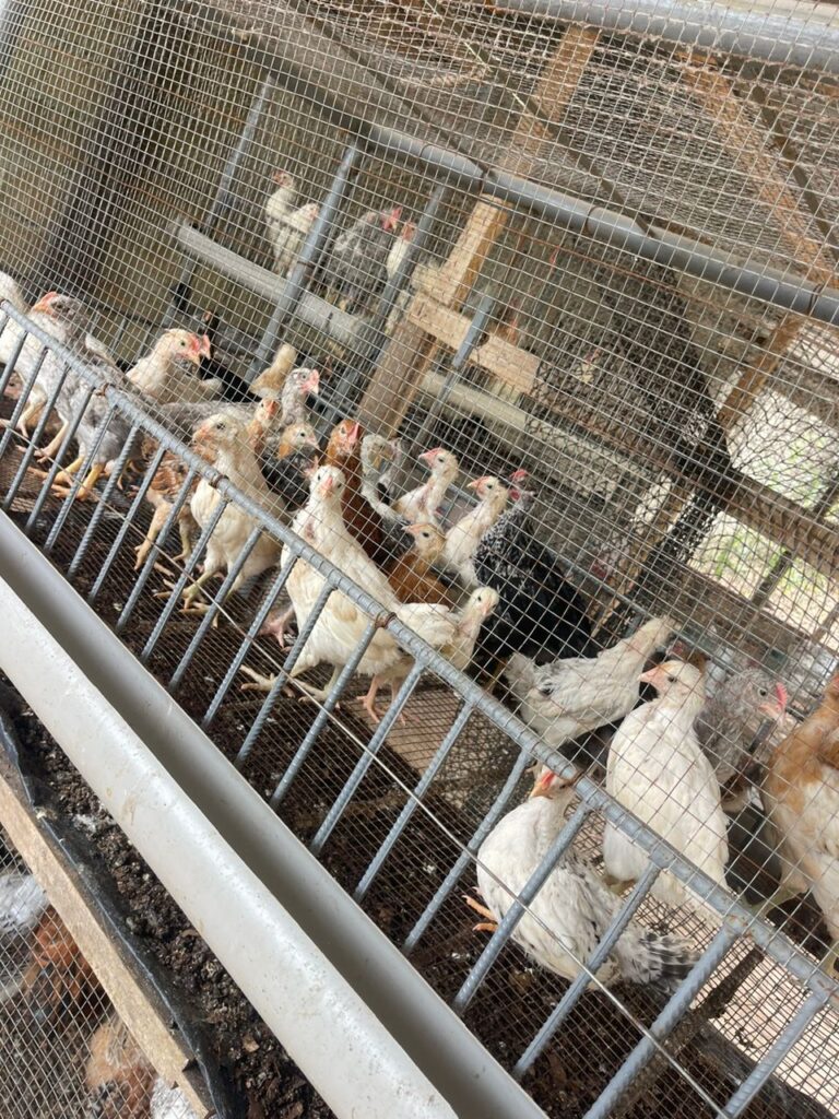 WhatsApp-Image-2025-11-23-at-19.27.31