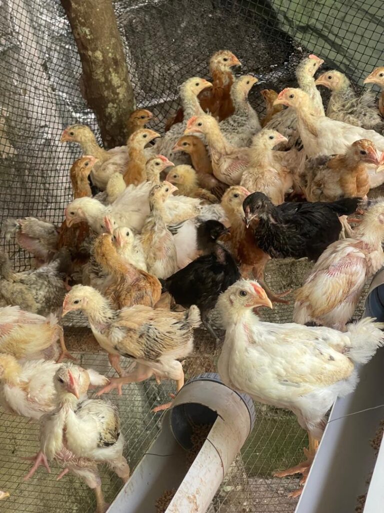 Poussin-de-2026.-1-1
